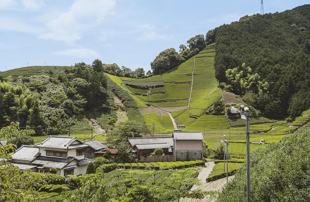 Japan: On the tea trail
