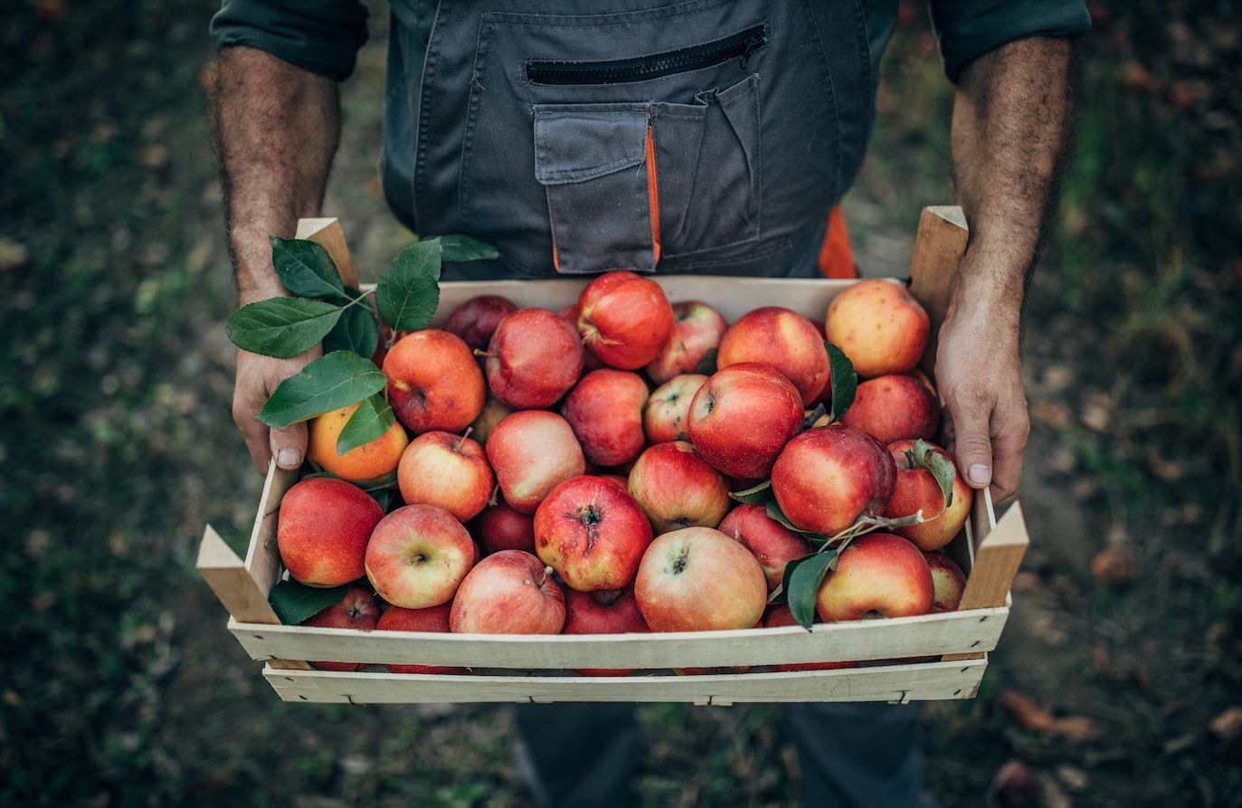 The incredible power of fruits and vegetables: the apple