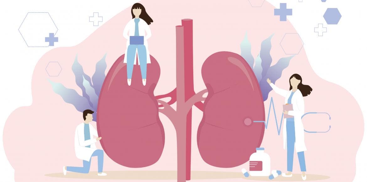 Eternal pollutants: how the PFAS disrupt our microbiota and our kidneys