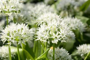 Wild garlic: benefits, use and tips for picking it