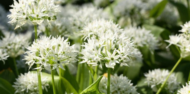Wild garlic: benefits, use and tips for picking it


