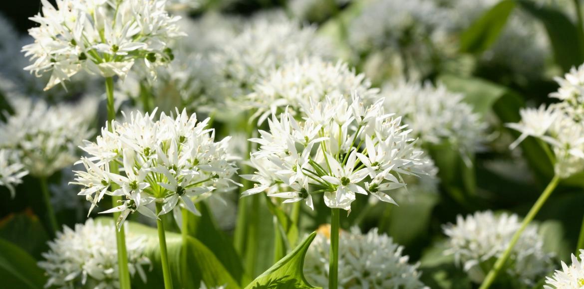 Wild garlic: benefits, use and tips for picking it
