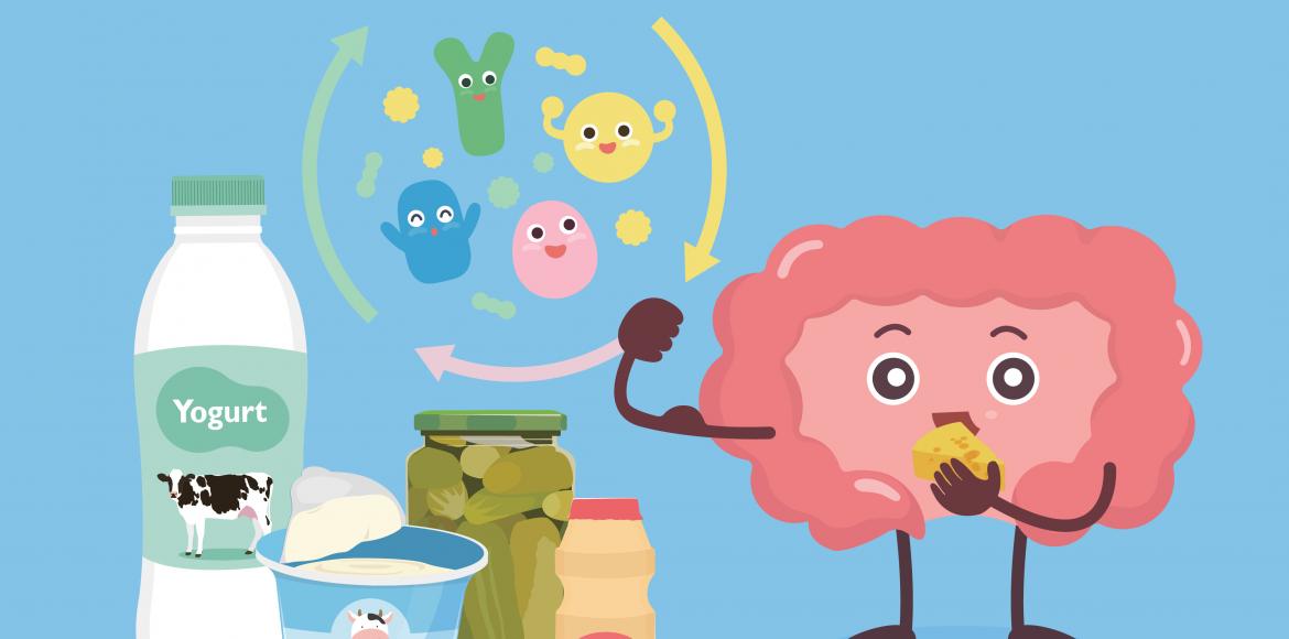 Microbiota and muscles: these intestinal bacteria that influence your strength