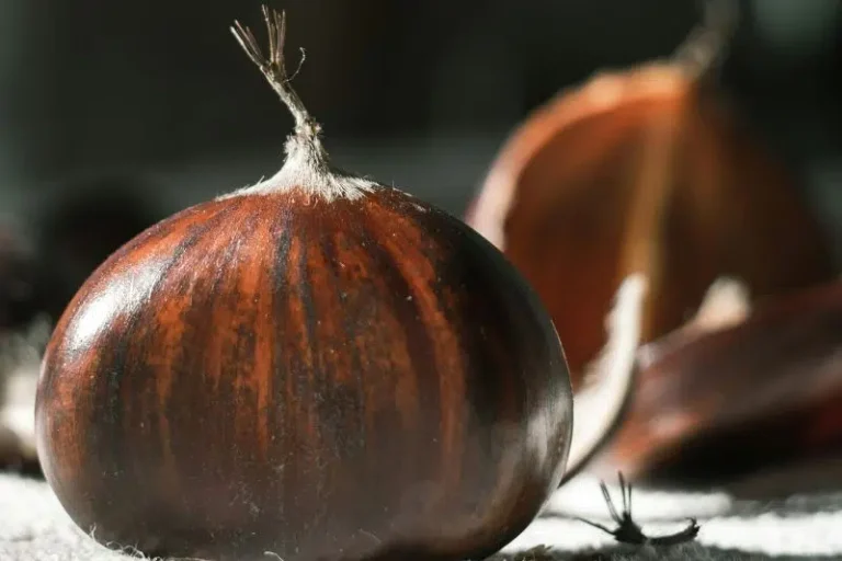 Ardèche chestnut AOP: history and recipes